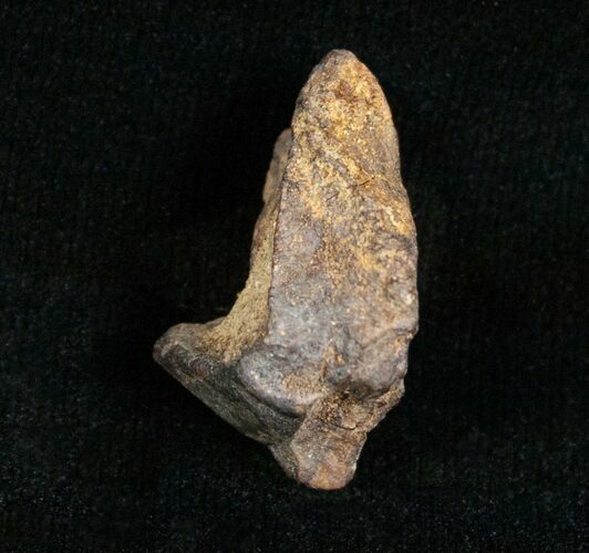 Partial Triceratops Tooth - #4460